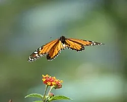 Danaus plexippus