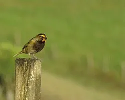 TIARIS OLIVACEA