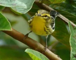 Setophaga fusca