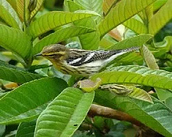 Setophaga fusca