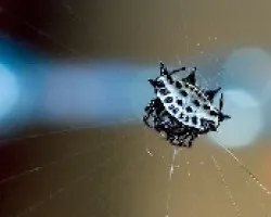 Ara?a Gasteracantha cancriformis