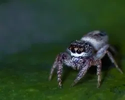Ara?a Saltadora (genero Salticidae)