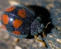 Mariquita (Adalia bipunctata - creo)