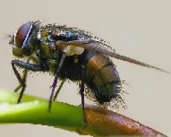 Mosca Comun