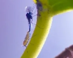 Mosquitos copulando