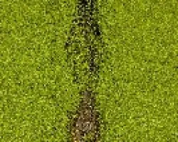 Lagarto 01