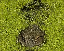 Lagarto 02