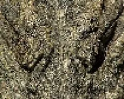 Cocodrilo (cabeza)