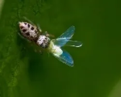 Ara?a Saltadora 1 (genero Salticidae)
