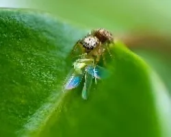 Ara?a Saltadora 2 (genero Salticidae)