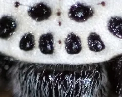 Ara?a Gasteracantha cancriformis 2