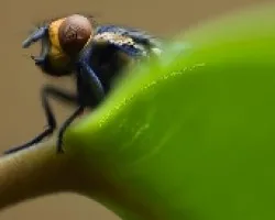 mosca asomandose
