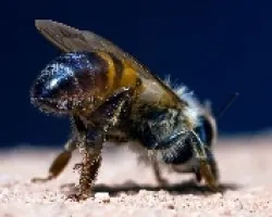 abeja secandose