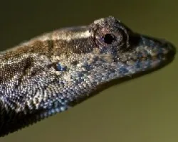 lagartija