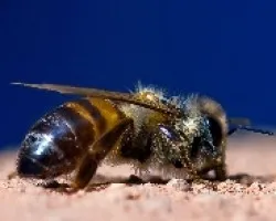 abeja secandose 1