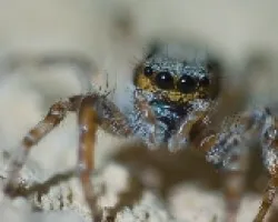Ara?a Saltadora (genero Salticidae) 1