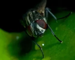 mosca-comun01