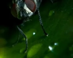 Mosca Comun 02