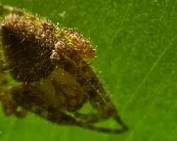 ara?a con abdomen en forma de diamante