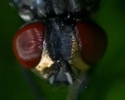 mosca casera muy de cerca 1