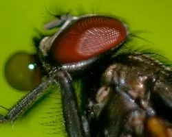 mosca casera aun mas cerca 2