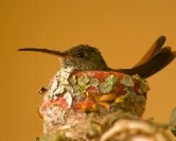 colibri 01