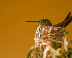 colibri 02