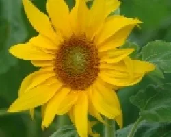 el girasol