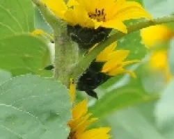 girasoles en ramo natural