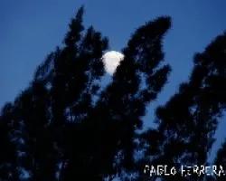 luna tratando de esconderse