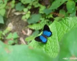 MARISOPA AZUL 
