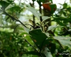 PORIDENTIFICAR 