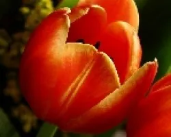 tulip
