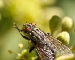 Mosca domestica (Musca domestica)