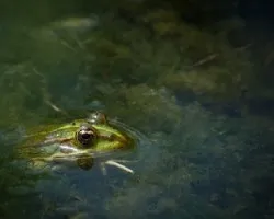 rana verde (Pelophylax perezi)