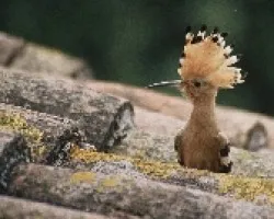 Abubilla (Upupa epops)