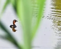 Cabusset - Zambullin (Tachybabtus ruficollis)