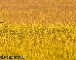 Garza real (Ardea cinerea)