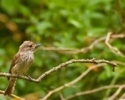 humilde y discreto traje