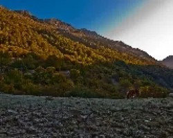 caballo al amanecer