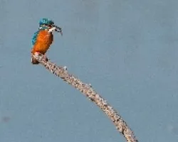 Martin pescador (Alcedo atthis)