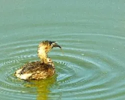 Zambullin (Tachybaptus ruficollis)