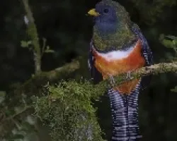 Trogon aurantiiventris