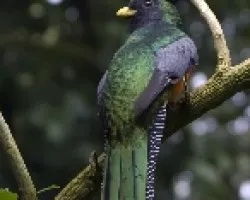 Trogon aurantiiventris