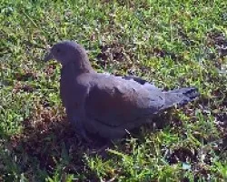 Patagioenas flavirostris