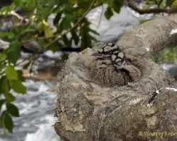 Eurypyga helias - pichones