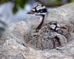Eurypyga helias - pichones (close-up)