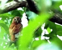 Glaucidium