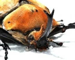 Megasoma Elephas . Escarabajo elefente