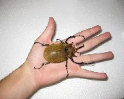 Megasoma Elephas . Escarabajo elefente